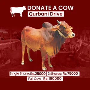 Cow Donation - Qurbani Drive