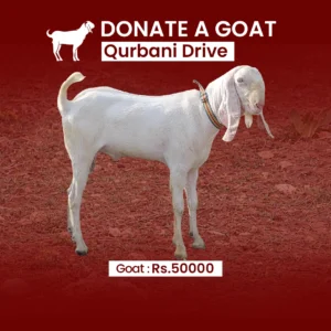 Goat Donation - Qurbani Drive